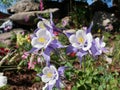 Purple columbine flowers facing the sun