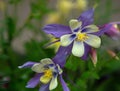 Purple Columbine Flowers, Silverton, Colorado #2