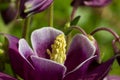 Purple columbine