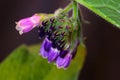Purple Comfrey Flower Buds Royalty Free Stock Photo