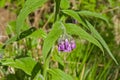 purple comfrey flowers and green leaves Royalty Free Stock Photo