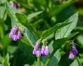 Purple comfrey flowers with green leaves in a garden Royalty Free Stock Photo