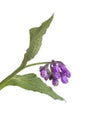 Purple Common comfrey flowers