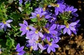 Purple common fan-flower, Scaevola aemula