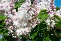 Purple common lilac, syringa vulgaris, L.Ã¢â¬â¢Krasavitsa Moskvy