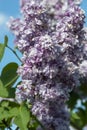 Purple common lilac, syringa vulgaris, L.Ã¢â¬â¢Nebo Moskvy`