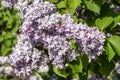 Purple common lilac, syringa vulgaris, L.Ã¢â¬â¢Nebo Moskvy`