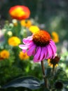 Purple Cone Flower Royalty Free Stock Photo