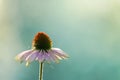 Purple Cone Flower Close up in Missouri Royalty Free Stock Photo