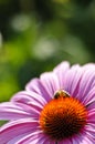 Purple cone flower (Echinacea purpurea) Royalty Free Stock Photo