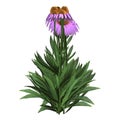 Purple Cone flower - Echinacea purpurea and green leaves Royalty Free Stock Photo