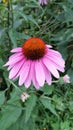 Purple Cone flower in the summer