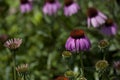 Purple cone flowers