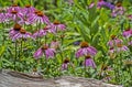 Purple Coneflowers grow next to an old log. Royalty Free Stock Photo