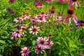 Purple Coneflower