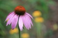 Purple Coneflower