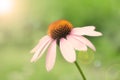 Purple Coneflower