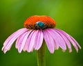 Purple Coneflower