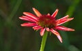 Purple Coneflower Against Green Background Royalty Free Stock Photo