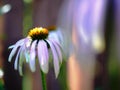 Purple coneflower backyard garden flower Royalty Free Stock Photo