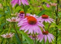 Purple coneflower Royalty Free Stock Photo