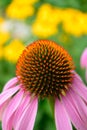 Purple Coneflower with Brown Eyed Susan in Background