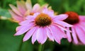 Purple coneflower Royalty Free Stock Photo