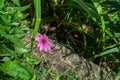 Backyard flower garden with coneflower Royalty Free Stock Photo