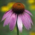 Purple Coneflower - Echinacea