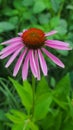 Purple coneflower echinacea growing in native wildflower herb garden Royalty Free Stock Photo