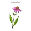 Purple coneflower echinacea purpurea , medicinal plant