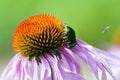 Purple coneflower and European rose chafe beetle Royalty Free Stock Photo