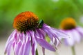 Purple coneflower and European rose chafe beetle Royalty Free Stock Photo