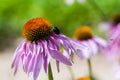 Purple coneflower and European rose chafe beetle Royalty Free Stock Photo