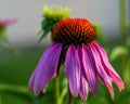 A purple coneflower growing in the backyard garden Royalty Free Stock Photo