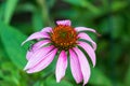 Purple coneflower has opened in the Tiger Lily garden Royalty Free Stock Photo