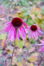 Purple Coneflower or Hedgehog Coneflower, Purpur Igelkopf, Black Samson