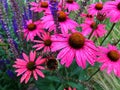 purple coneflower, pink flower, blooming summer flowers, dark pink Royalty Free Stock Photo