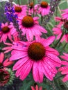 purple coneflower, pink flower, blooming summer flowers, Royalty Free Stock Photo
