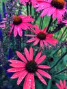 purple coneflower, pink flower, blooming summer flowers, petals, pollen Royalty Free Stock Photo