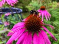 Purple coneflower, pink flower growing in a flower bed. a large striped bumblebee sits on the flower. the insect extracts pollen. Royalty Free Stock Photo