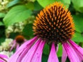 Purple Coneflower, Pink Flower, Macro Photography. Black Flower Head, Inside There Are Yellow Pollen Particles. Close-up View,