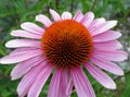 Purple coneflower plant Echinacea purpurea Royalty Free Stock Photo