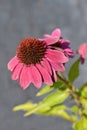 Purple coneflower PowWow Wild Berry