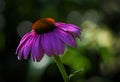 Purple coneflower,