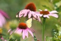 Purple Coneflower 2021 VII