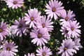 PURPLE CONEFLOWERS IN DANISHC APITAL CIOPENAHAGEN