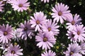 PURPLE CONEFLOWERS IN DANISHC APITAL CIOPENAHAGEN