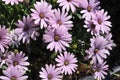 PURPLE CONEFLOWERS IN DANISHC APITAL CIOPENAHAGEN