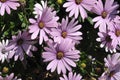 PURPLE CONEFLOWERS IN DANISHC APITAL CIOPENAHAGEN